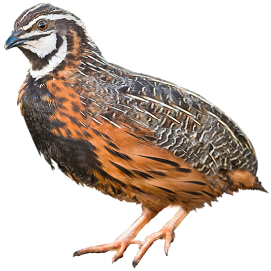Harlequin Quail